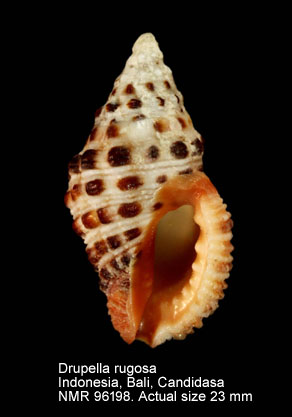 Drupella rugosa (8).jpg - Drupella rugosa (Born,1778)